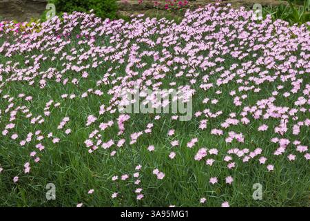 Dianthus - Carnation flowers in spring, Centre de la Nature, Laval, Quebec, Canada. Stock Photo