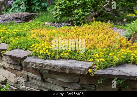 Sedum - Stonecrops in raised nuanced grey cut stone border in spring, Centre de la Nature, Laval, Quebec, Canada. Stock Photo