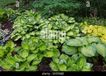 Mixed Hosta plants, Heuchera - Coral Flower and Dicentra spectabilis - Bleeding Heart in border in spring. Stock Photo