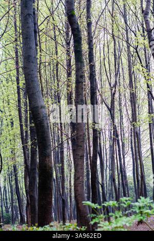 Vertical Symphony: Slender Tree Trunks Rising Through Misty Spring Canopy – Nature's Living Cathedral Stock Photo