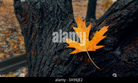 autumn maple leaf on wet tree trunk Stock Photo