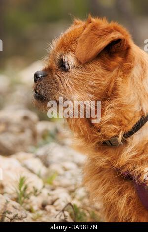 Vertical portrait of an old mixed-breed dog during her daily walk in the forest, Alcoy, Spain Stock Photo