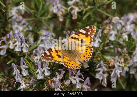Vanessa cardui butterfly on rosemary flowers in spring, Alcoy, Spain Stock Photo