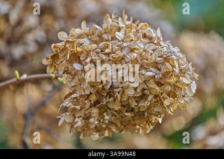 Hydrangea withered dried up blossom close up Stock Photo