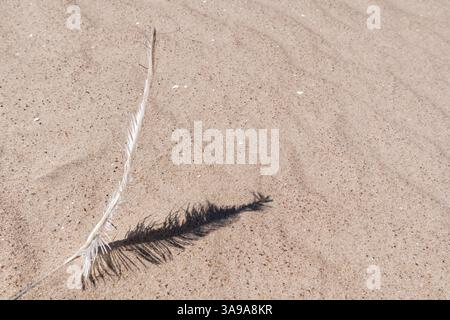 a bird feather lying on a sandy surface. Stock Photo