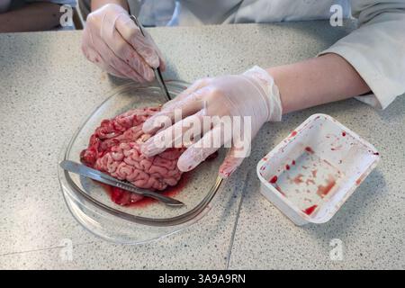 Biology lab at a high school where the brain of a calf is examined. Stock Photo