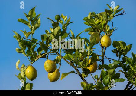 Lemons on a lemon tree against a blue sky. Western Cape. South Africa. Stock Photo