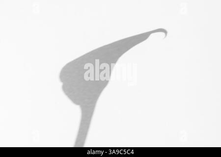 A shadow of perfectly formed flowering calla lily on a light surface, showcasing minimalist elegance and graceful shadows artistic floral themes Stock Photo