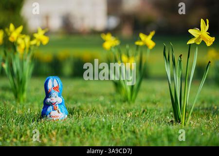 Stuttgart, Germany - March 30, 2025: 1 blue easter bunny from children chocolate (Kinder Schokolade),surrounded by yellow daffodils stands on fresh gr Stock Photo