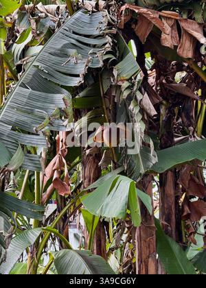 A dense cluster of banana trees with large, partially damaged leaves and a hanging banana flower in a tropical environment. Stock Photo
