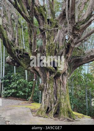 A massive, gnarled tree with a moss-covered trunk and sprawling branches stands in a lush green forest. Stock Photo
