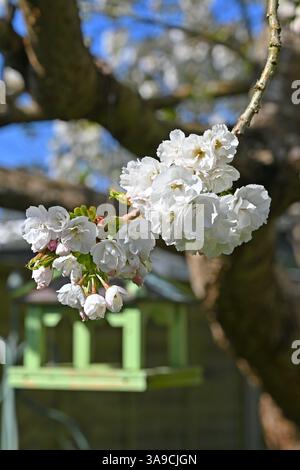 cherry tree blossom in garden Stock Photo