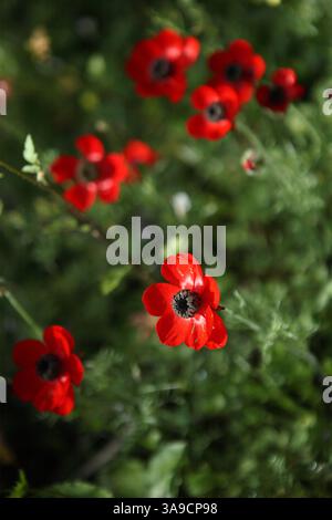 Red Persian Buttercup, Turban Buttercup, Scarlet Crowfoot or Ranunculus ...
