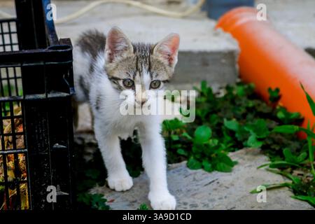 Baby cat exploring the environment in the garden. Cute kitten playing Stock Photo