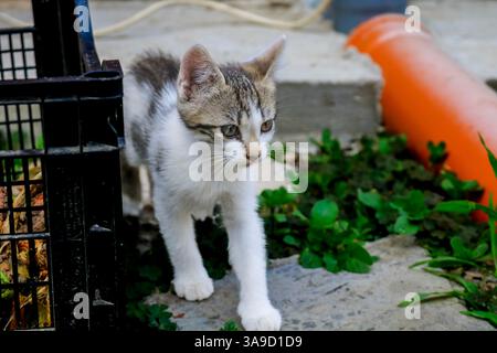 Baby cat exploring the environment in the garden. Cute kitten playing Stock Photo