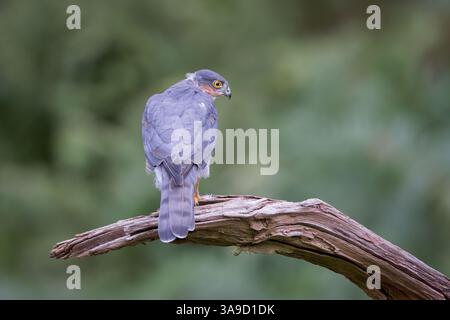 Sparrohawk [ Accipiter nisus ] on old dead tree branch Stock Photo
