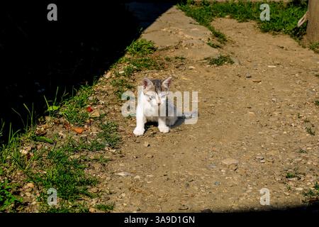 Baby cat exploring the environment in the garden. Cute kitten playing Stock Photo