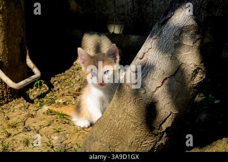 Baby cat exploring the environment in the garden. Cute kitten playing Stock Photo