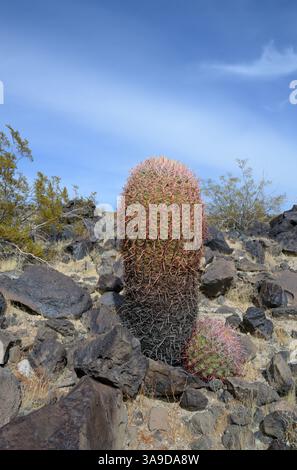 California red Barrel Cactus (Ferocactus cylindraceus) grooving among black lava rocks in the rocky desert, Mojave National Preserve, California, USA. Stock Photo