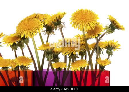 Yellow dandelions in glass colour vase on white background Stock Photo