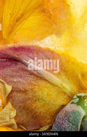 Backlit frozen yellow flowers background closeup Stock Photo