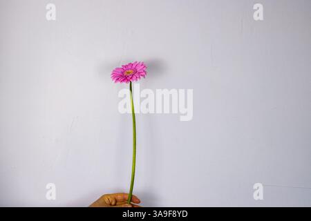 Close up of single beautiful pastel pink Gerber flower isolated on the white wall background. Minimalistic and simple aesthetic holiday celebration co Stock Photo