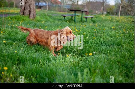 Happy Cocker Spaniel enjoying springtime nature, full of energy, wagging tail, and love in every step! Stock Photo