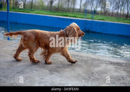 Happy Cocker Spaniel enjoying springtime nature, full of energy, wagging tail, and love in every step! Stock Photo