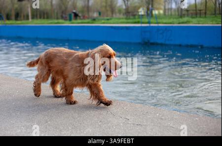 Happy Cocker Spaniel enjoying springtime nature, full of energy, wagging tail, and love in every step! Stock Photo