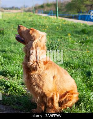 Happy Cocker Spaniel enjoying springtime nature, full of energy, wagging tail, and love in every step! Stock Photo