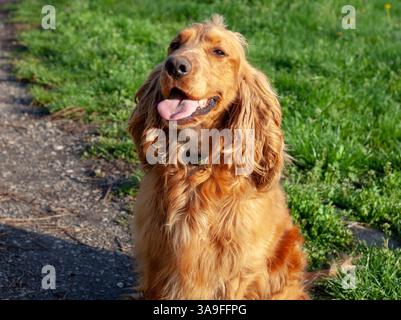 Happy Cocker Spaniel enjoying springtime nature, full of energy, wagging tail, and love in every step! Stock Photo