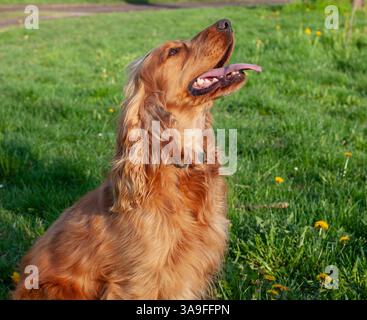 Happy Cocker Spaniel enjoying springtime nature, full of energy, wagging tail, and love in every step! Stock Photo