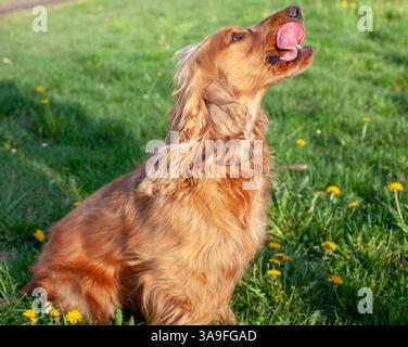 Happy Cocker Spaniel enjoying springtime nature, full of energy, wagging tail, and love in every step! Stock Photo