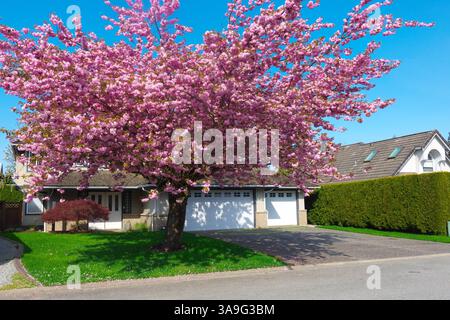 Japanese Flowering Ornamental Cherry tree (Prunus serrulata) - double pink blossoms - in front of residential home in B. C., Canada. Stock Photo
