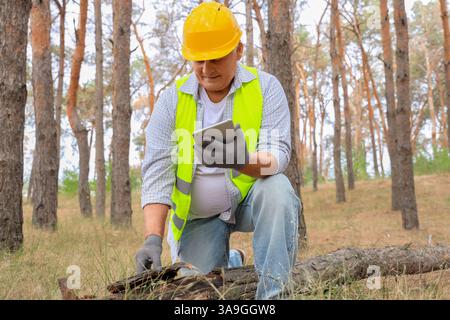 Senior forester with tablet computer inspecting fallen tree in forest Stock Photo