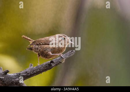 Pacific Wren (Troglodytes pacificus), Calaveras County California USA Stock Photo