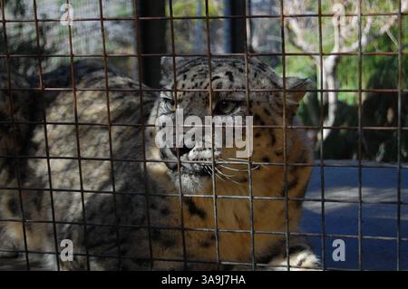 Snow leopard behind enclosure fence at the San Diego Zoo, California, symbolizing wildlife conservation and endangered species protection. Stock Photo