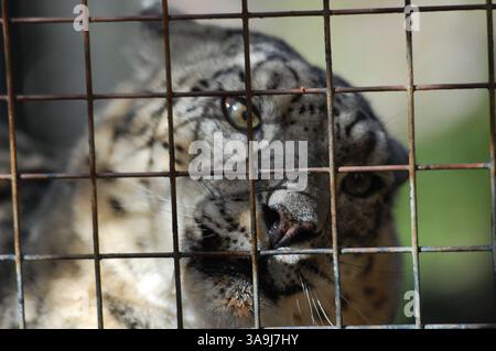 Snow leopard behind enclosure fence at the San Diego Zoo, California, symbolizing wildlife conservation and endangered species protection. Stock Photo