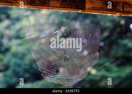 Spiderweb on a bridge Stock Photo