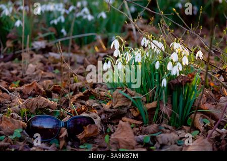 first signs of spring - snowdrops among fallen leaves Stock Photo