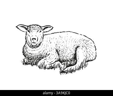 Hand drawn illustration of lying lamb. Stock Vector