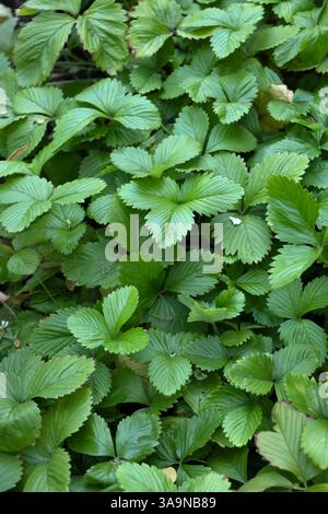 Wild strawberry Fragaria vesca, other names: woodland strawberry, Alpine strawberry, Carpathian strawberry or European strawberry, perennial herbaceou Stock Photo