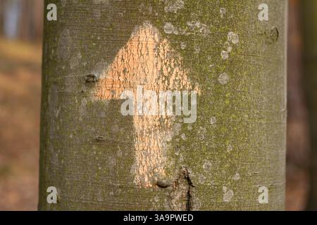 A tree trunk with a painted arrow pointing upwards. The arrow is orange and white. The tree trunk is covered in moss and has a rough texture Stock Photo