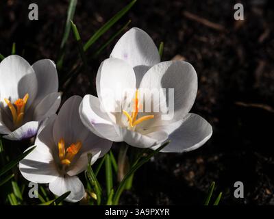 A close up of the white striped purple flower of the chrysanthus Crocus Prins Claus Stock Photo