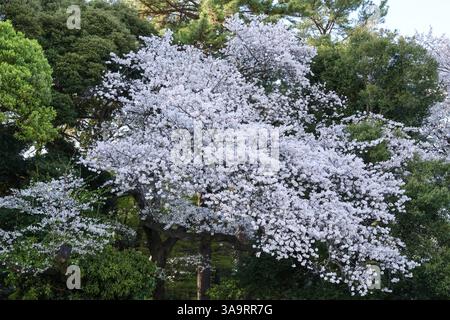 White cherry blossom trees in a sea of green garden Stock Photo