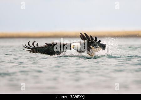 Bald Eagle Swooping Over Water to Catch Prey in Majestic Flight Stock ...