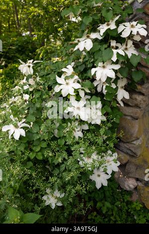 White clematis flowers climb a stone wall in a lush green garden Stock Photo