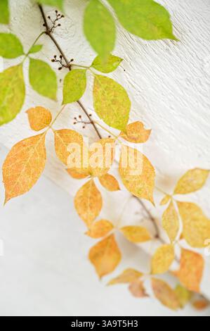 Autumn vine leaves transitioning from green to orange on a white wall Stock Photo