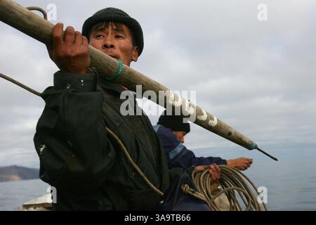 Grey whales hunting in Chukatka (north-east Russia).Killed whale on the ...