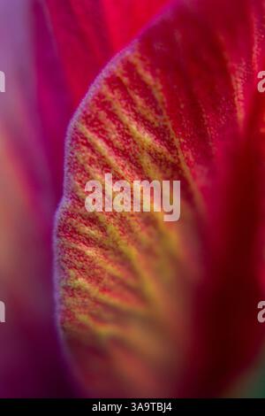 Close-up of a red, yellow petal revealing delicate textured patterns Stock Photo